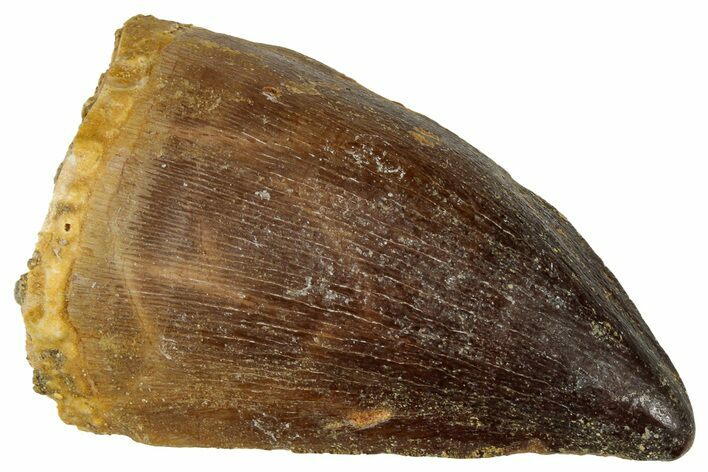 Fossil Mosasaur (Prognathodon) Tooth - Morocco #322661